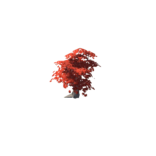 Maple Tree Red Mid 13